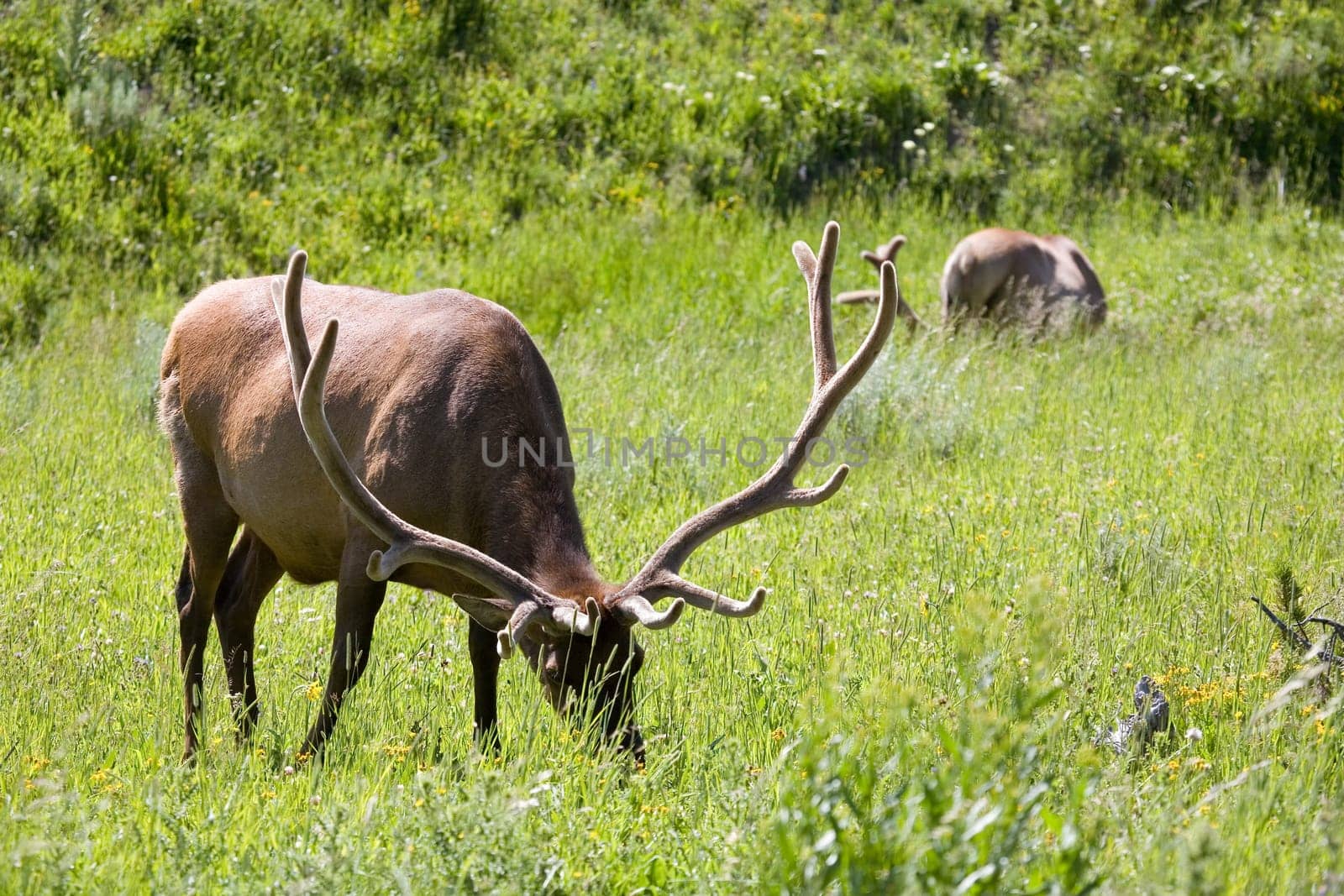 elk in yellowstone