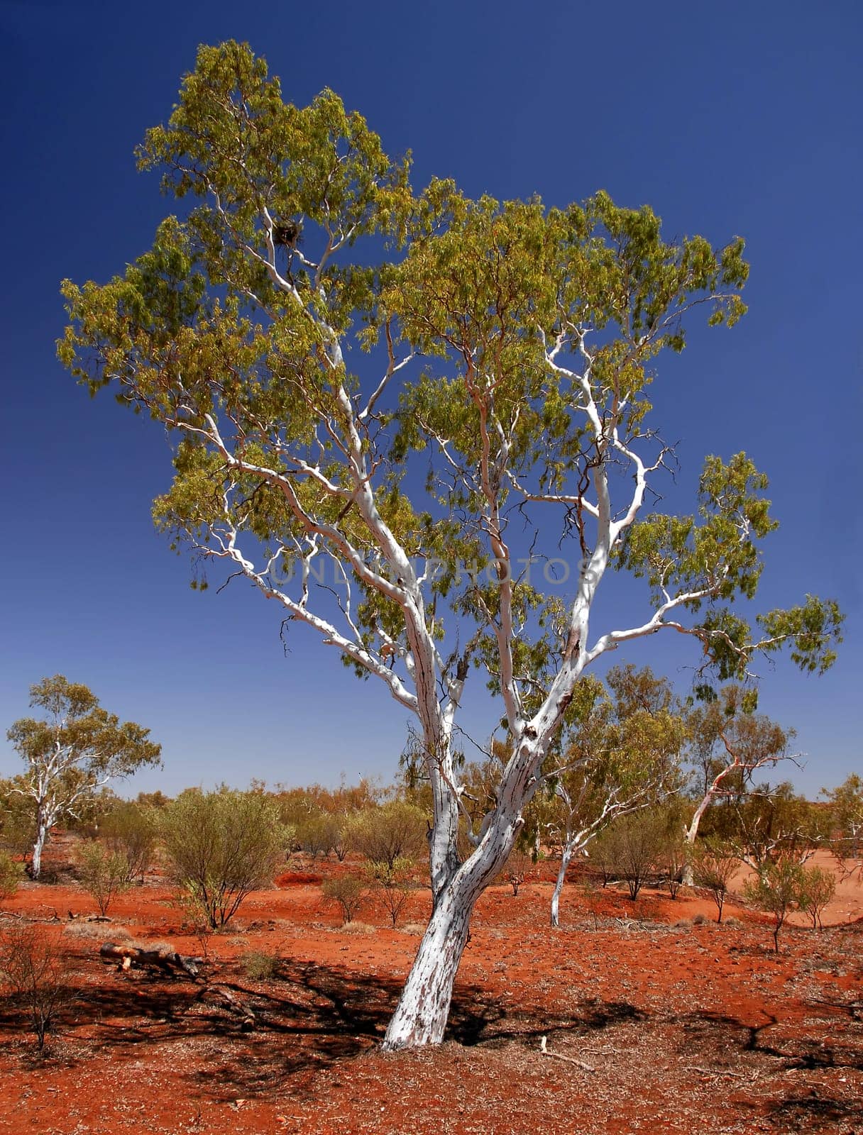 River eucalyptus