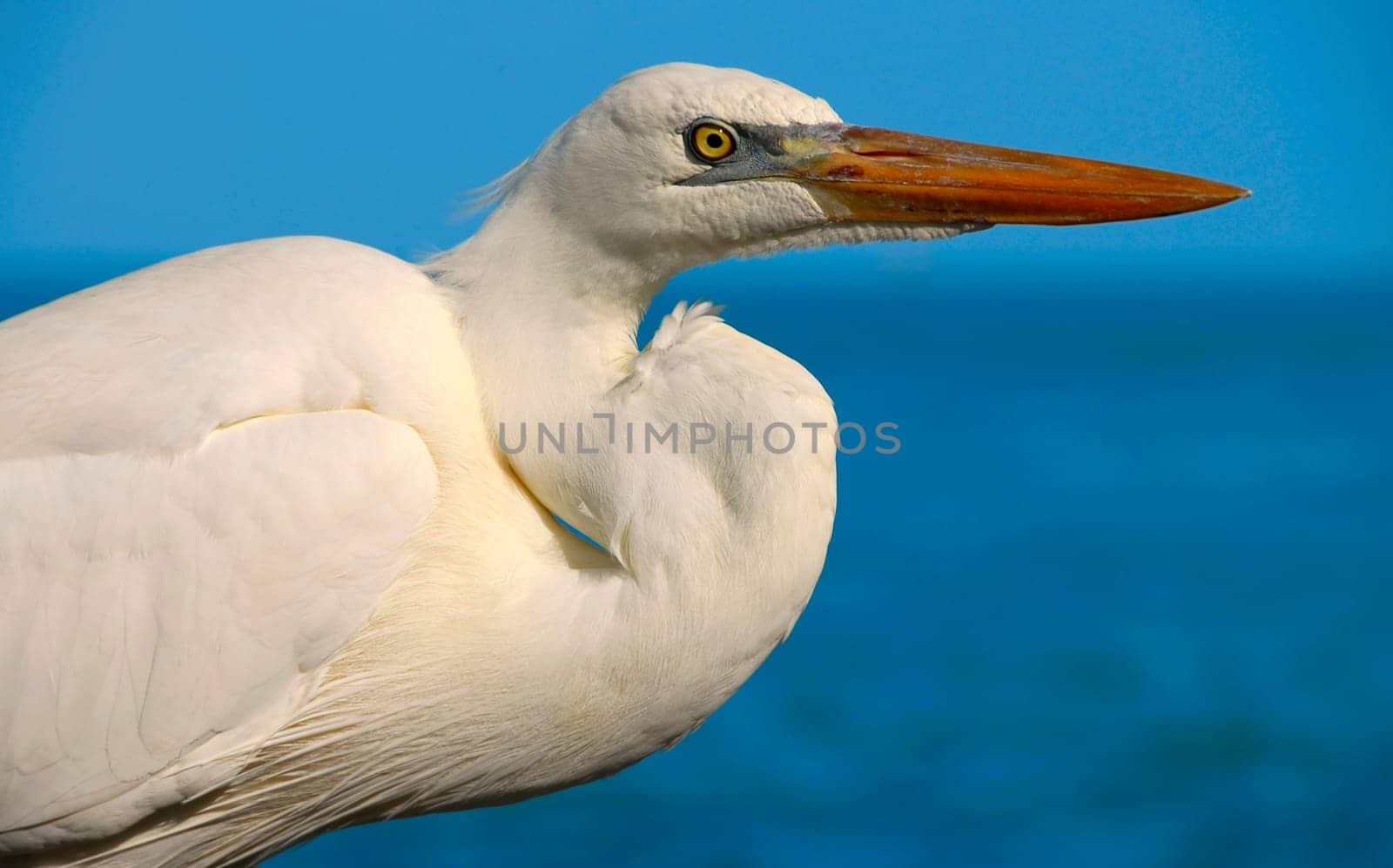 Grey heron