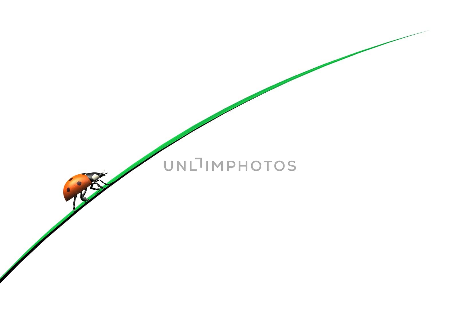 Ladybug climbs upwards