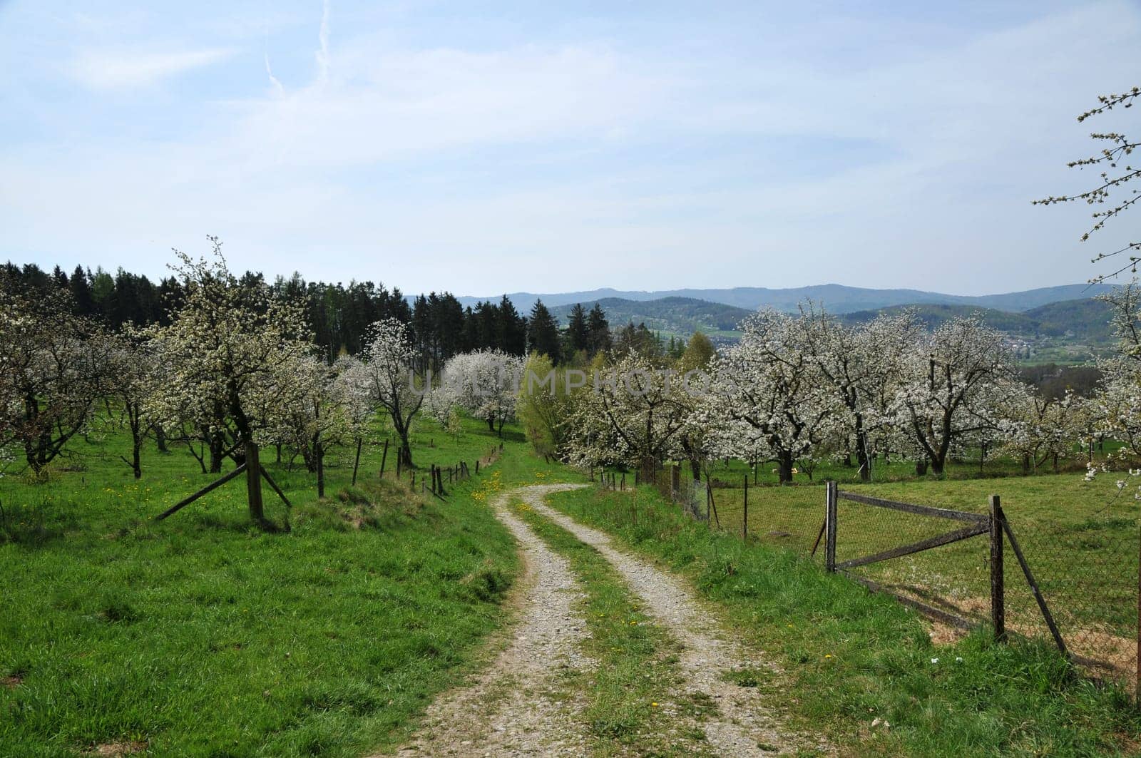 Cherry trees