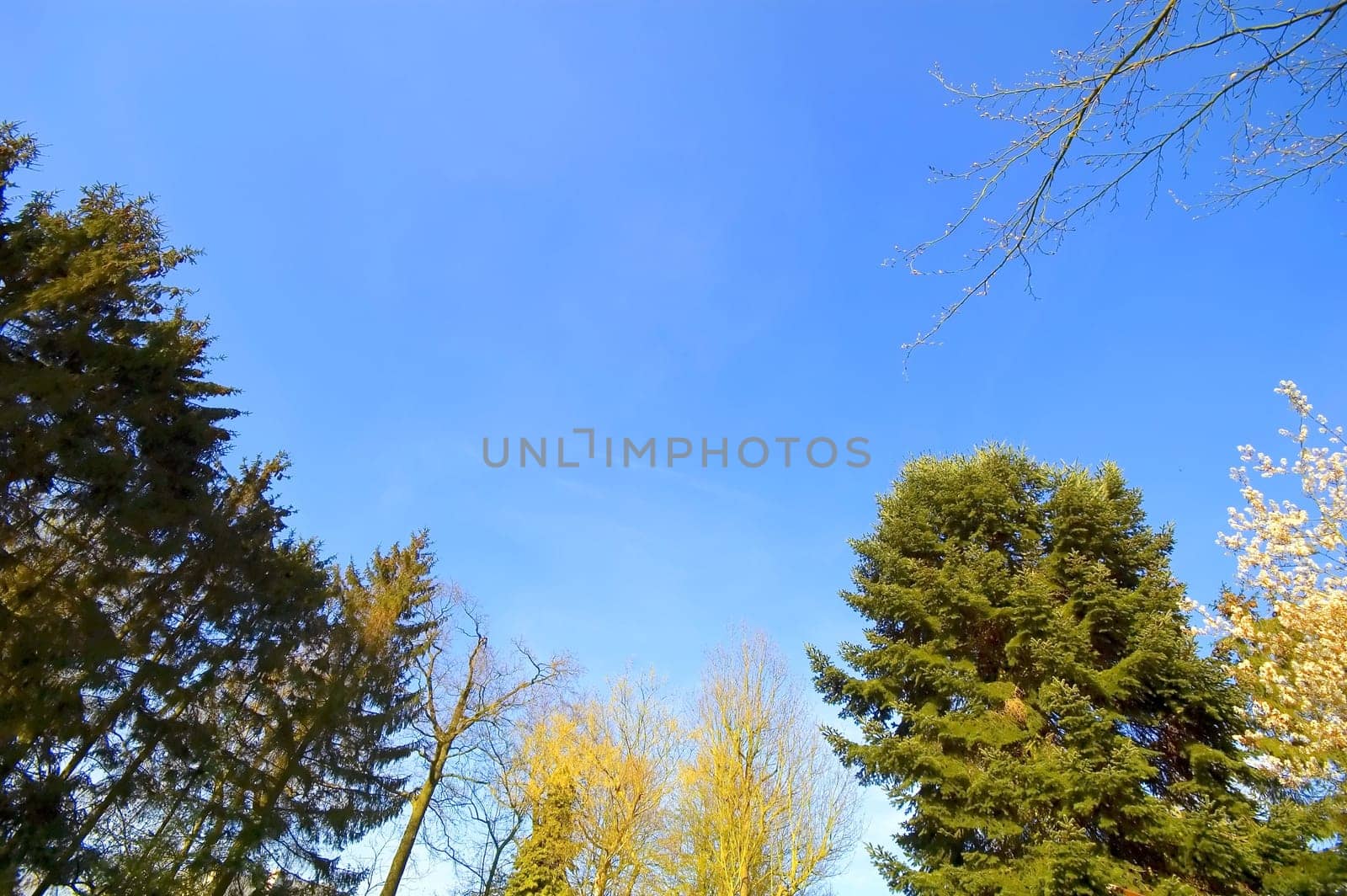 circle of trees