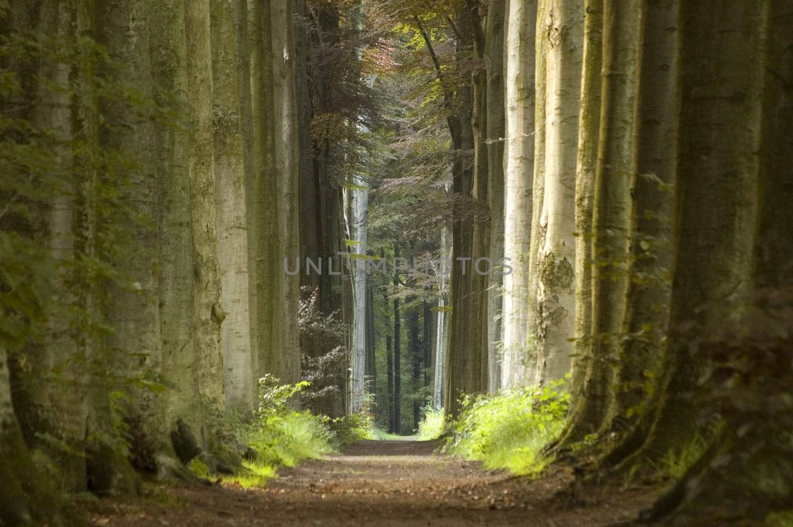Nature pathway