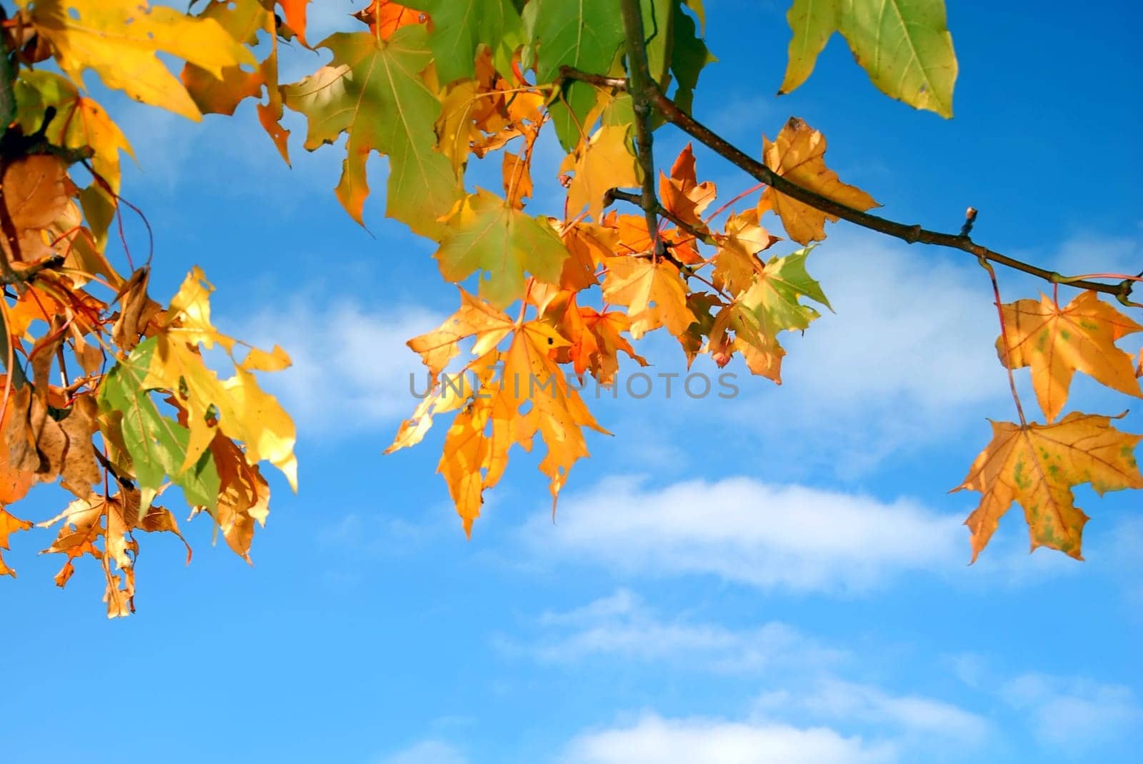Colorful autumn leaves