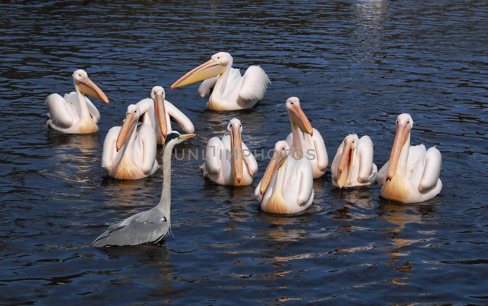 Family Connection