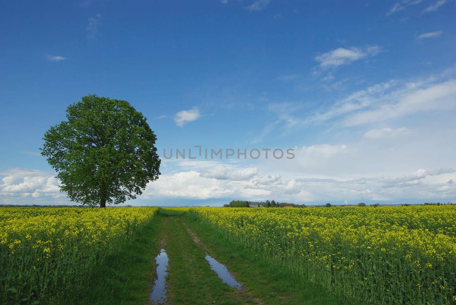 After the rain
