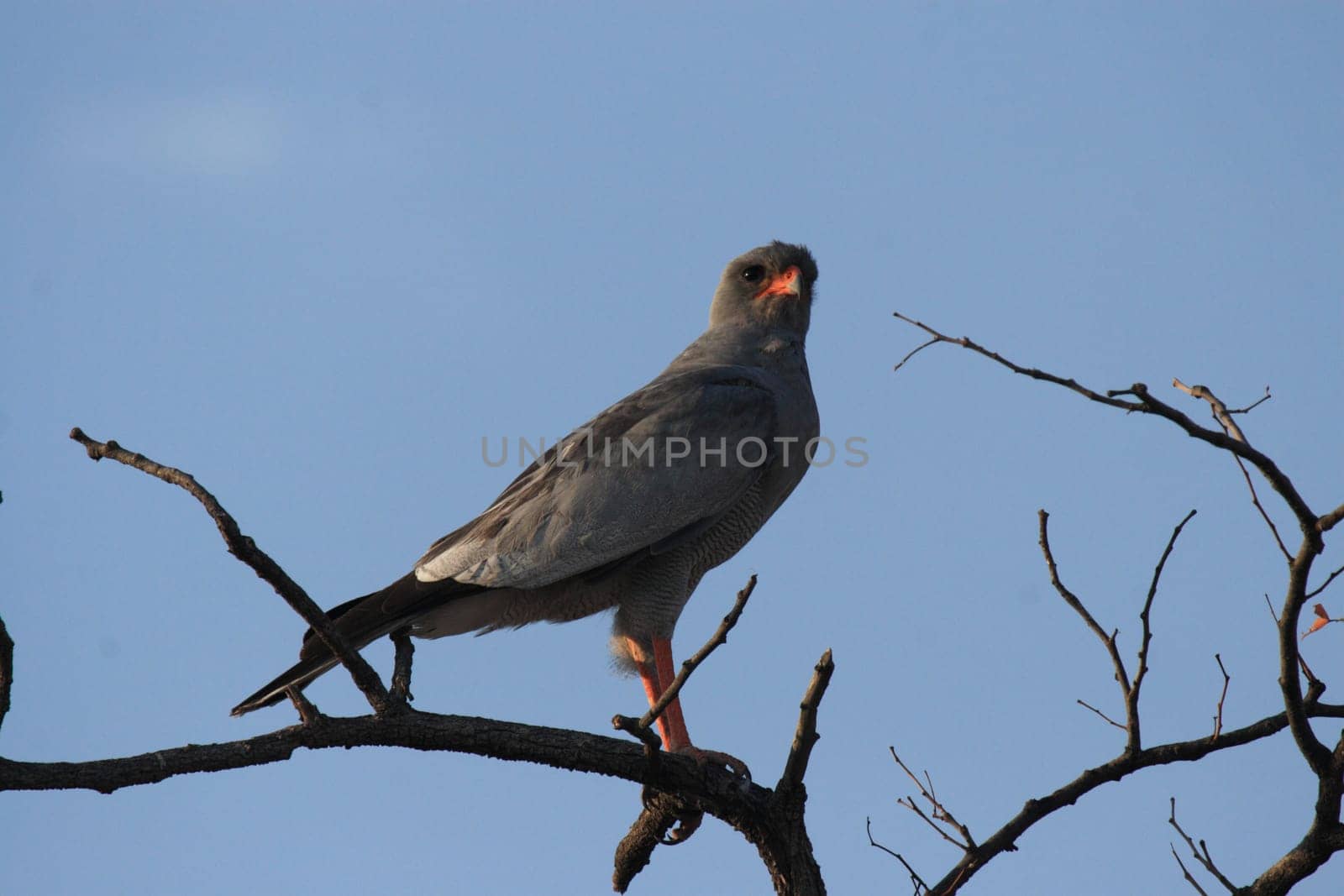 Grey-rumped goshawk (Melierax metabates) in Namibia