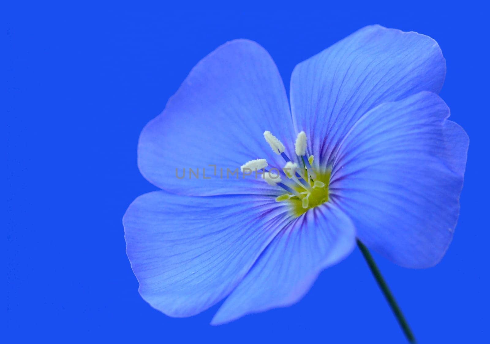 Linum perenne (Perennial flax)