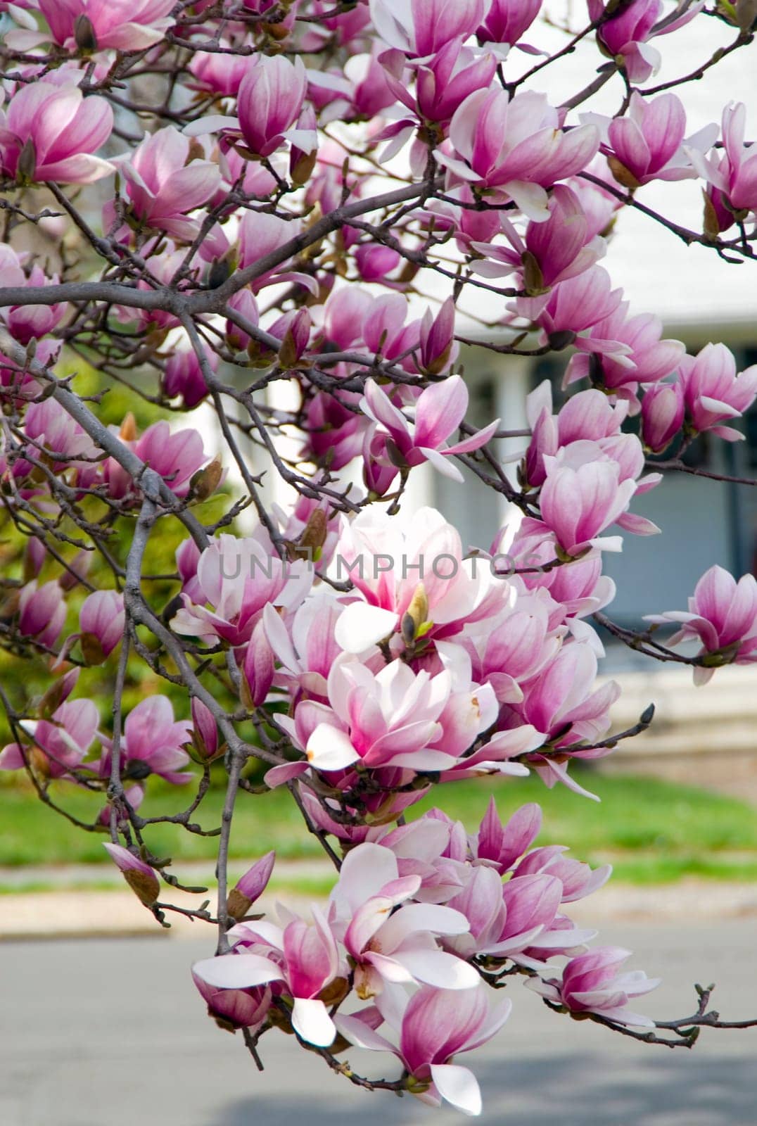Cherry Blossoms