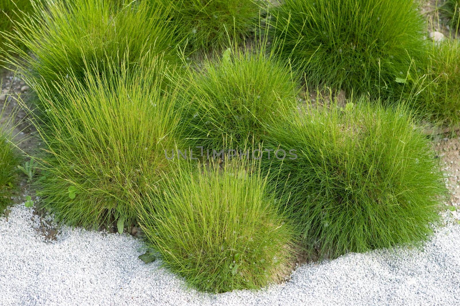 Dune with plants