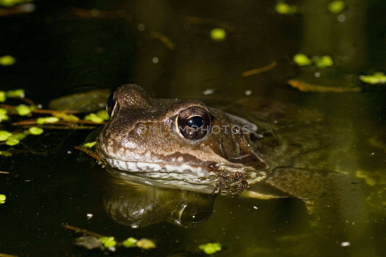 Frog Prince