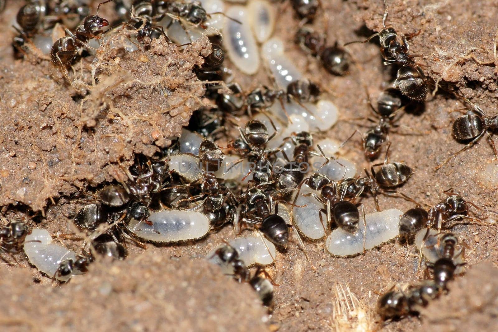 Ants