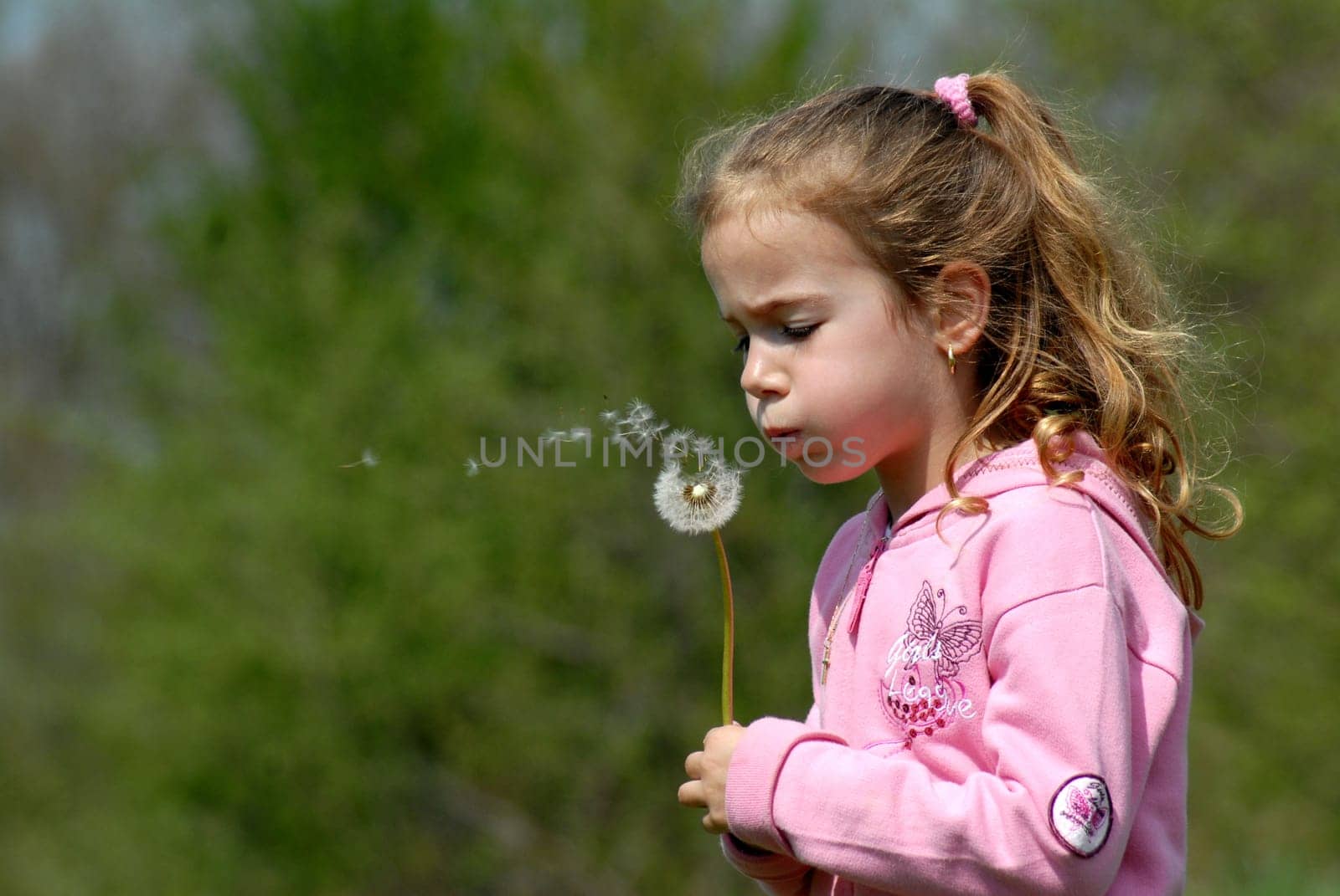 Dandelion