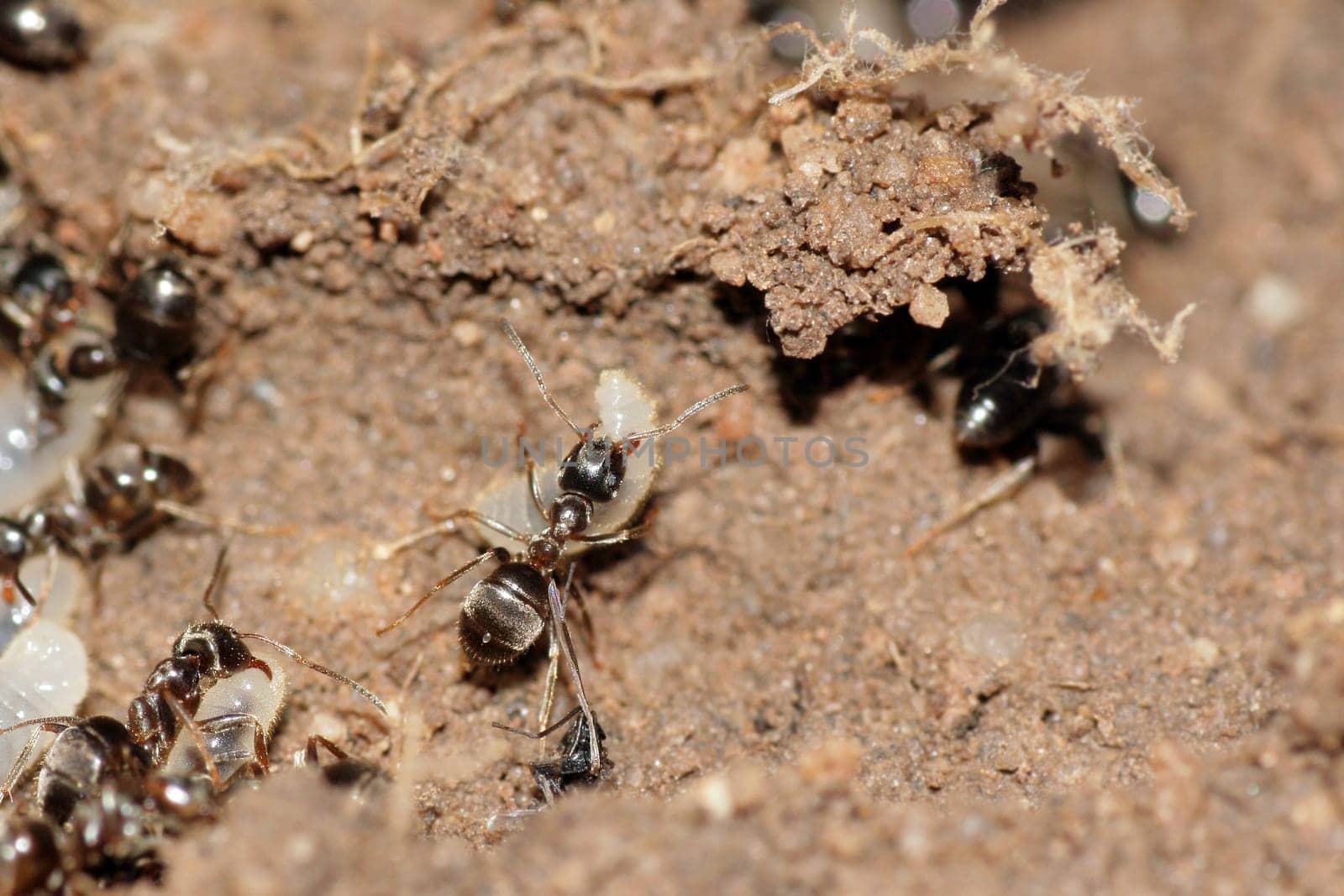 Ant brood