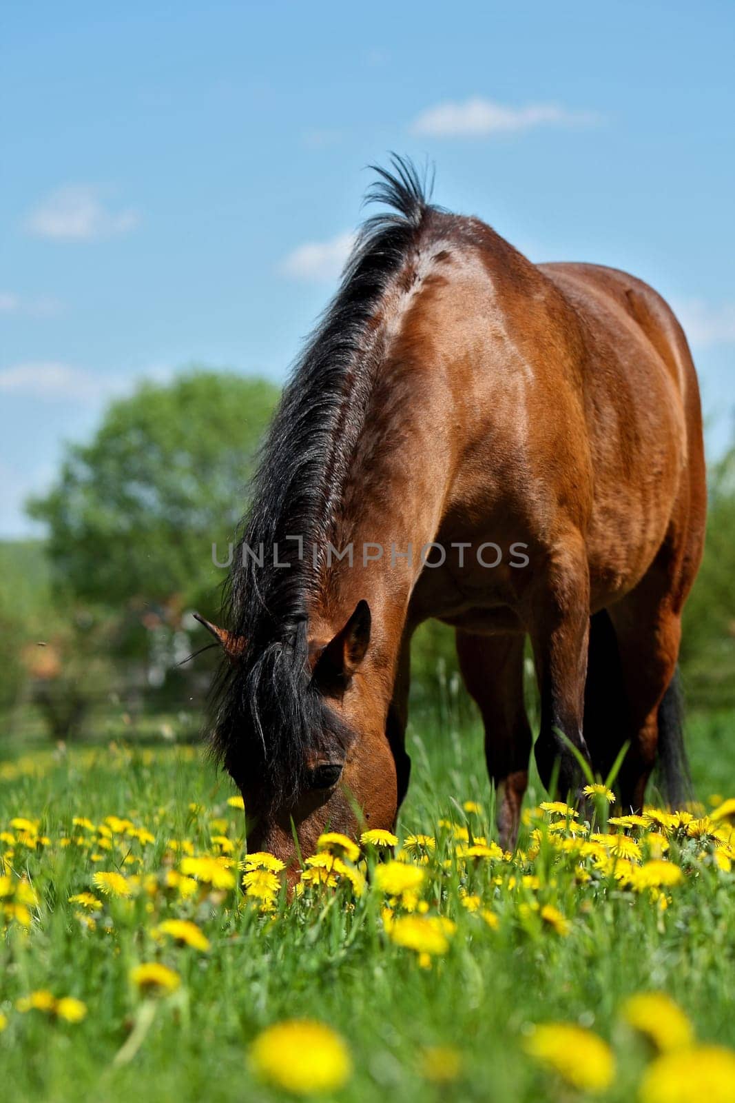 Spring