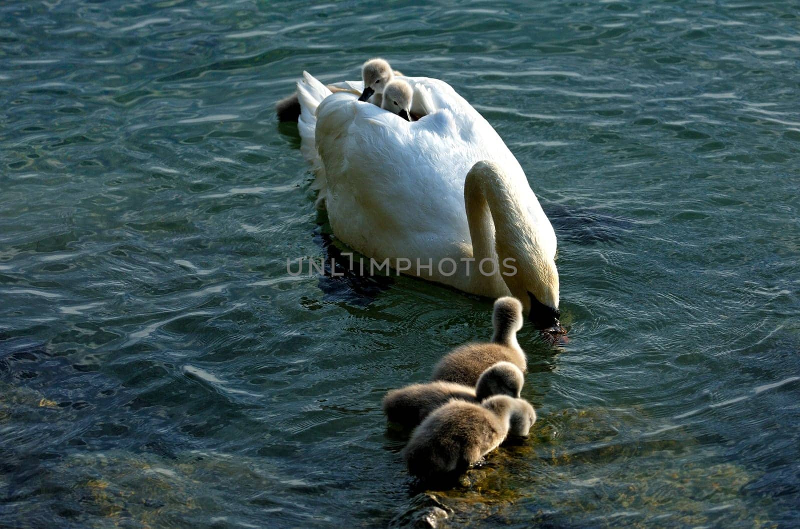 Swan family