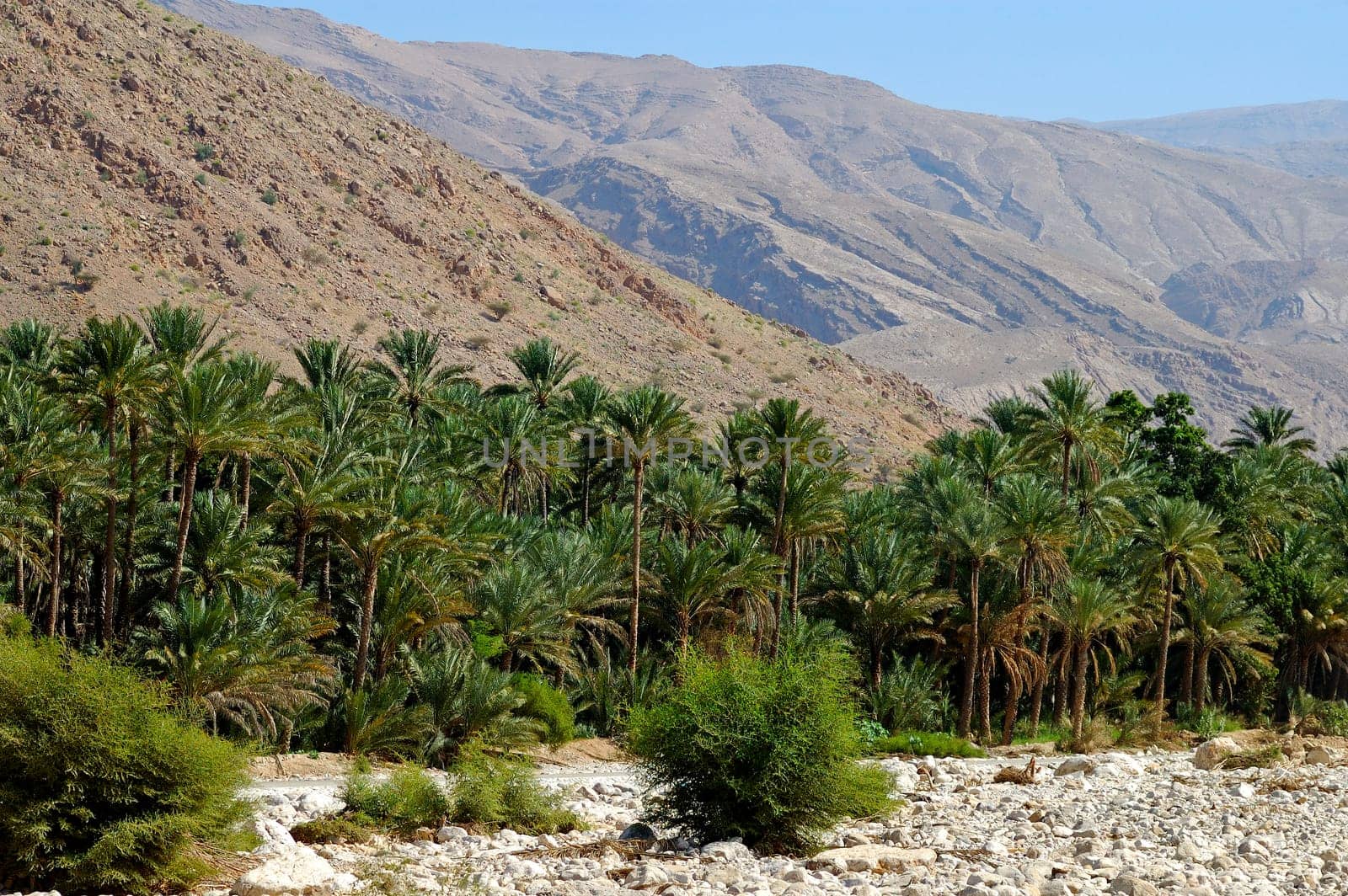 Green oasis in the mountains of Oman