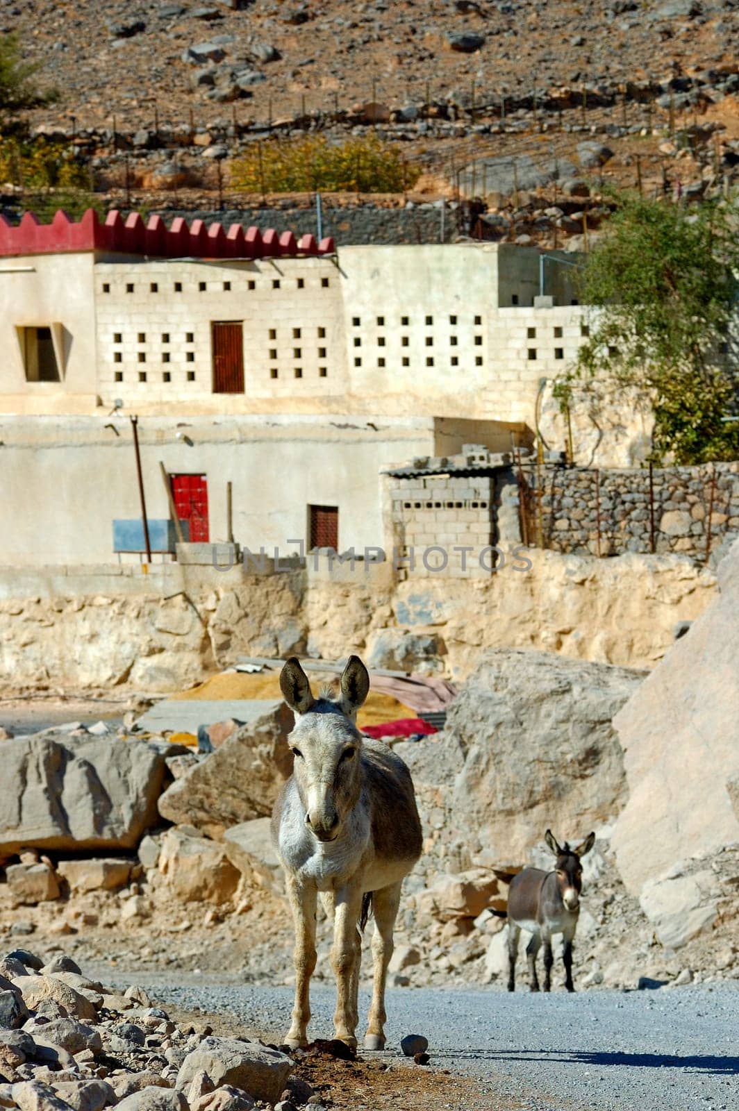 Sayh,villagescape with donkey,Musandam,Oman