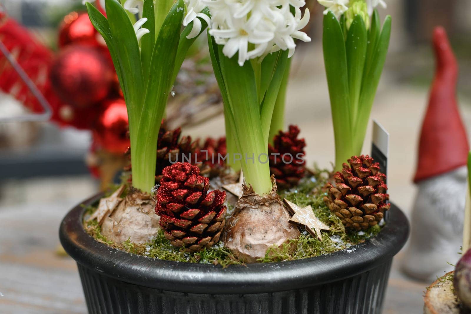 Christmas composition with hyacinths for Christmas