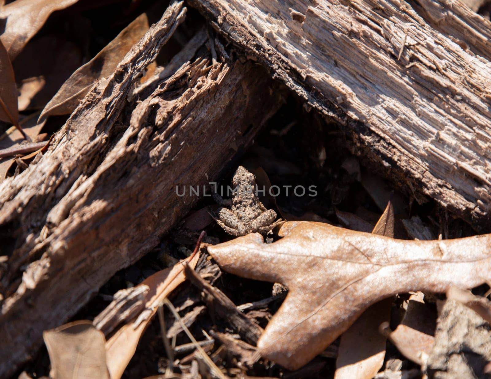Young Blanchard's cricket frog (Acris crepitans blanchardi) between two pieces of broken limb on a dead leaf