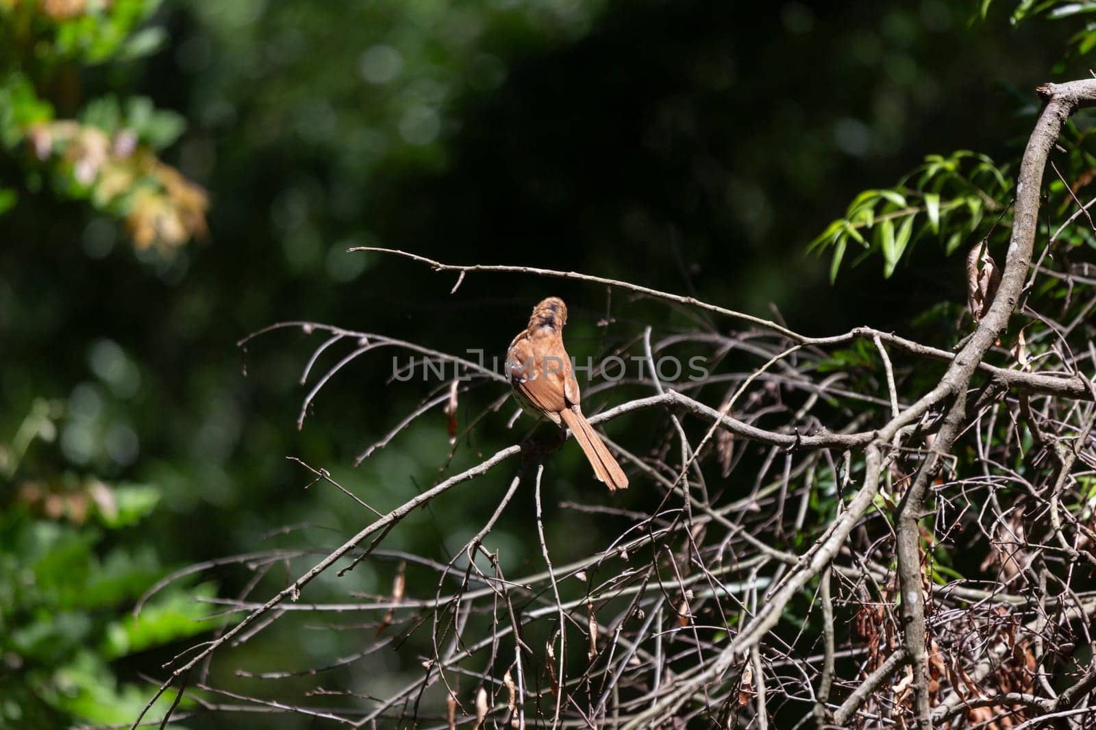 Brown thrasher (Toxostoma rufum) who is beginning to molt looking around