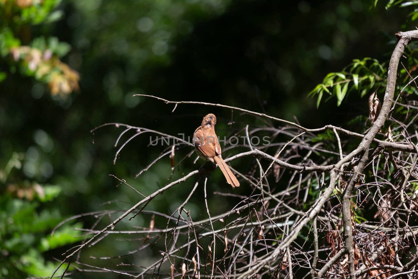 Brown Thrasher on a Limb by tornado98