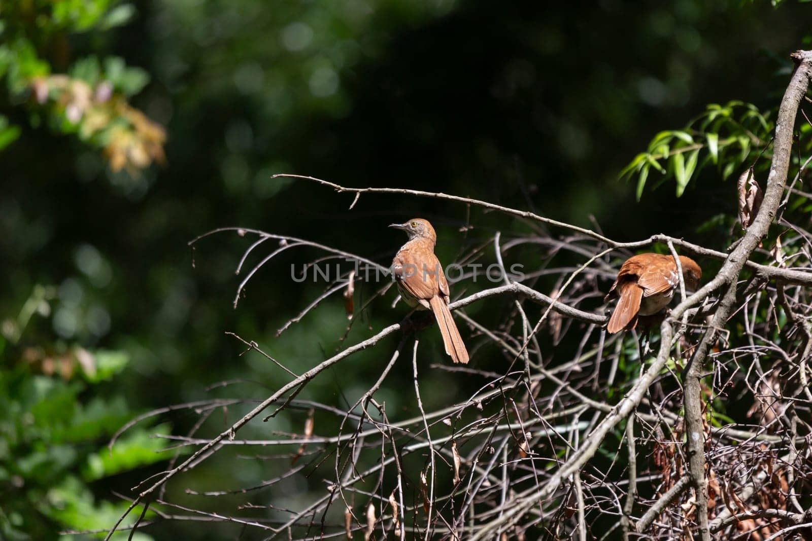 Pair of brown thrashers (Toxostoma rufum) on a fallen tree limb: one looking around watchfully, the other foraging