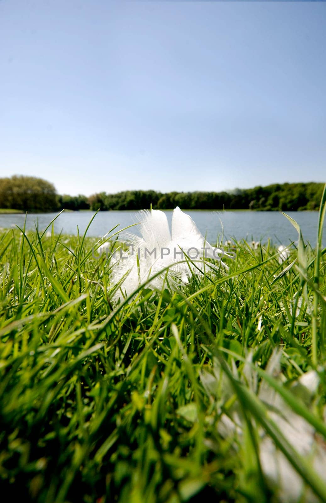 Swan Feather