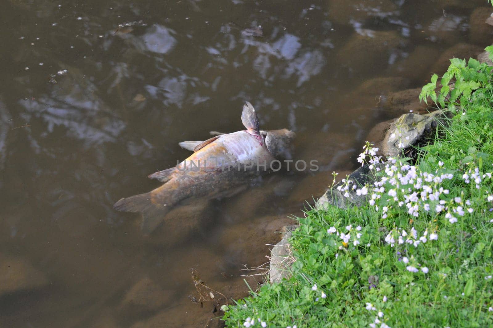 Fish mortality