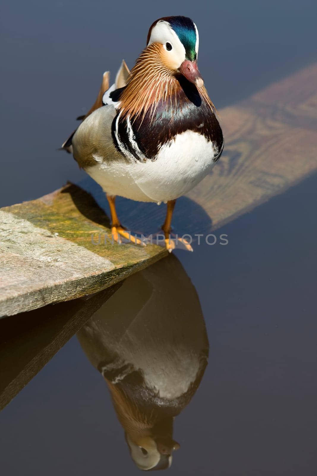 Tangerine duck