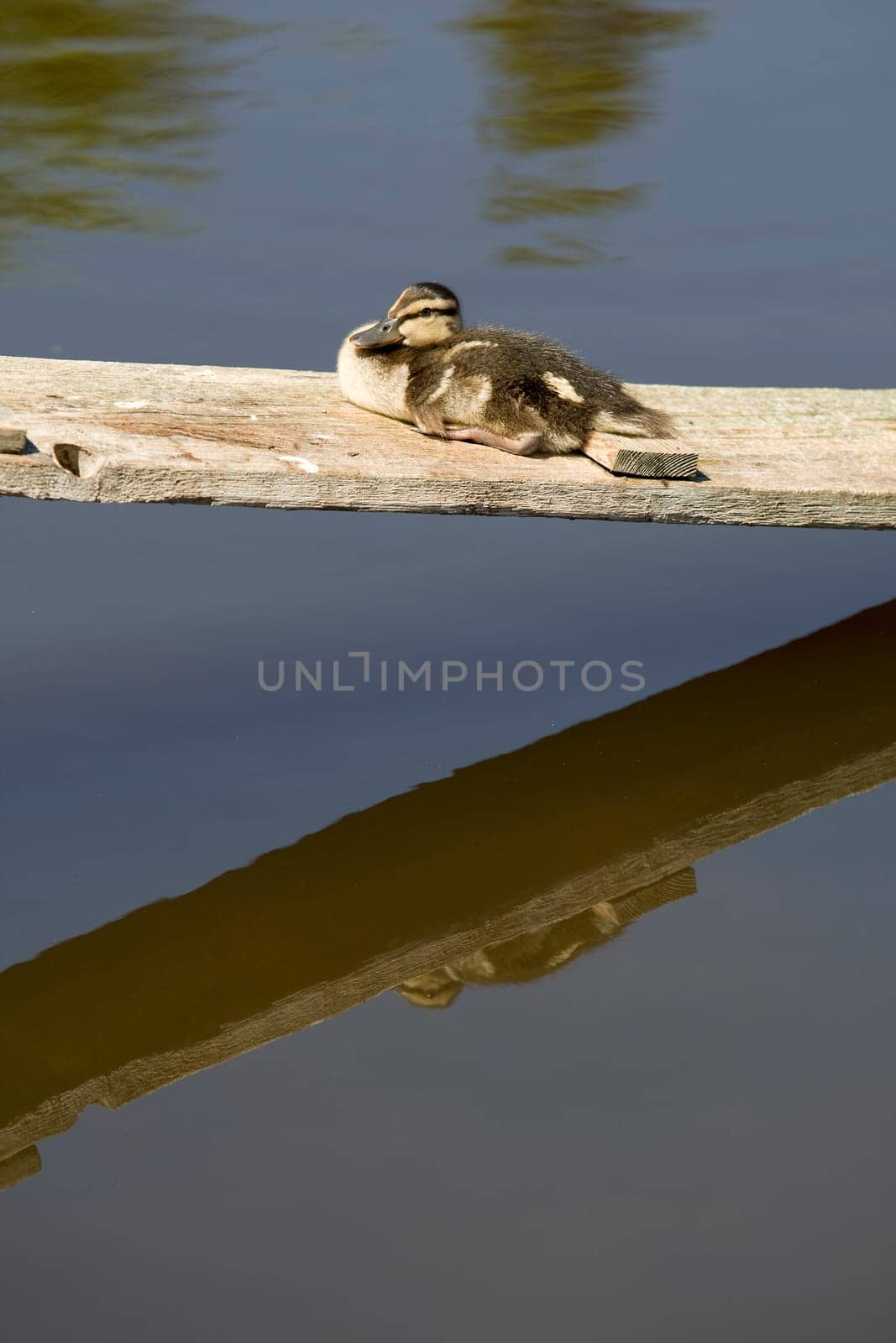 Duckling