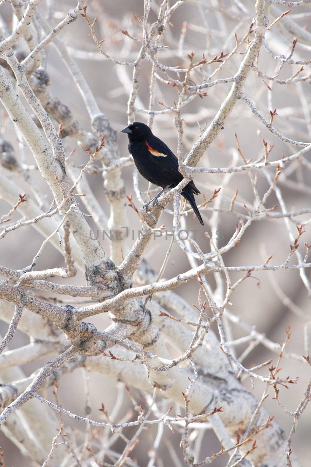 red-winged blackbird in tree