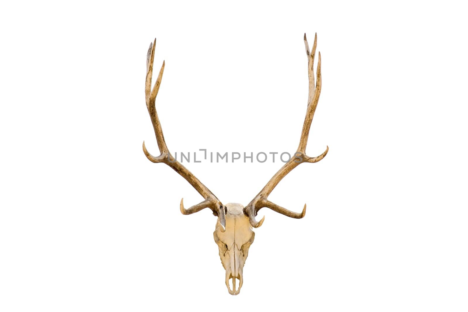 Elk skull isolated