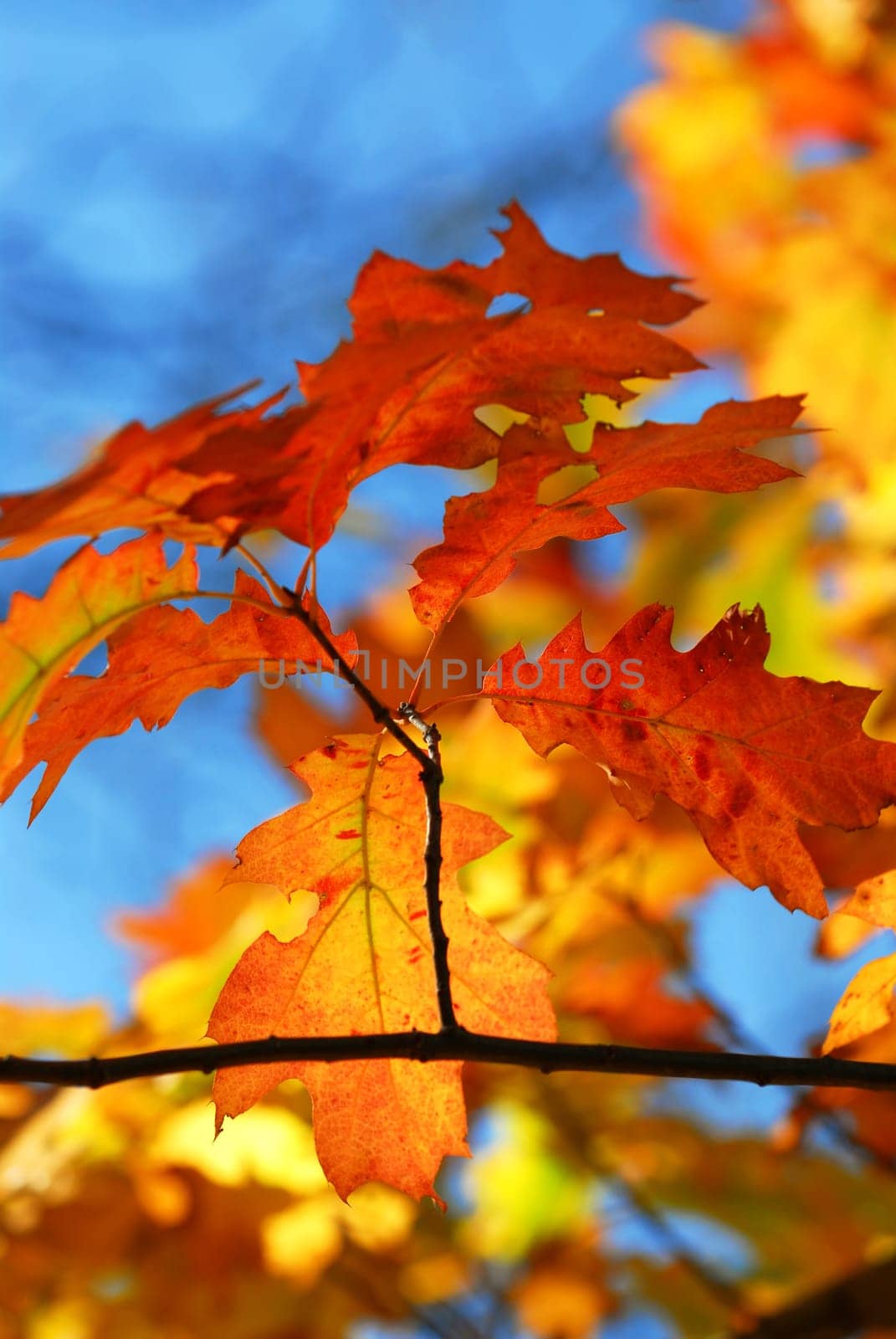 Fall oak leaves
