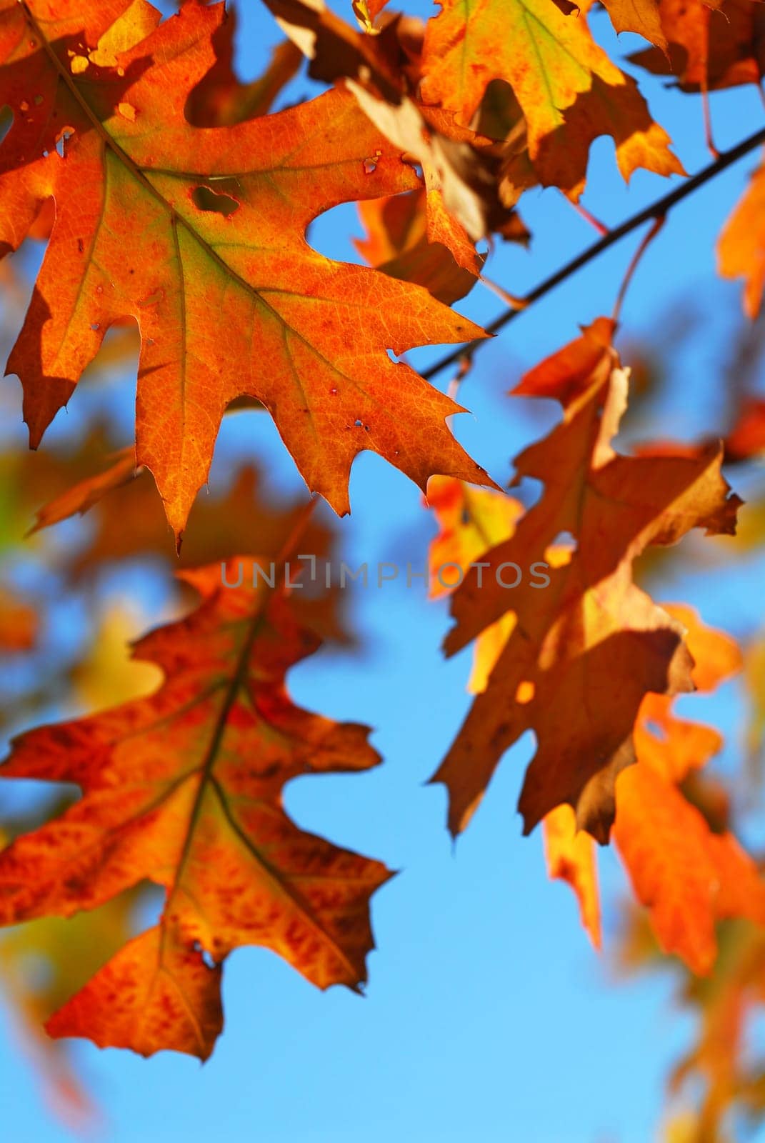 Fall oak leaves