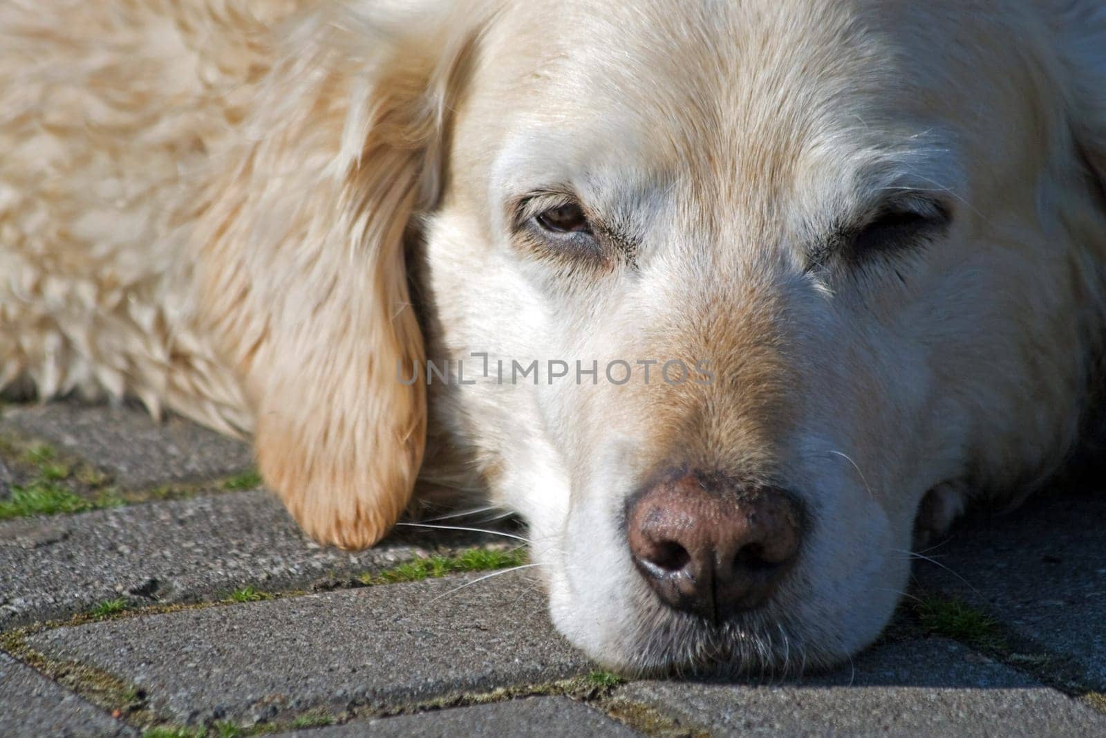 Labrador