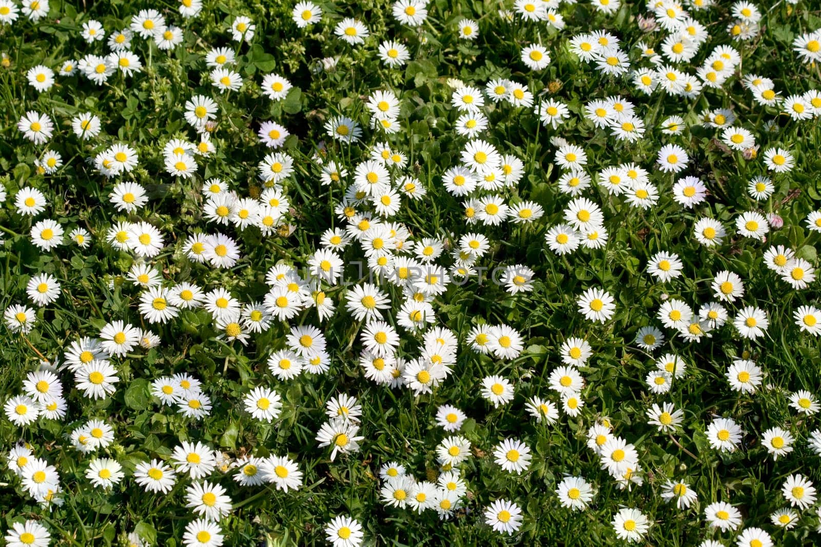 Daisy