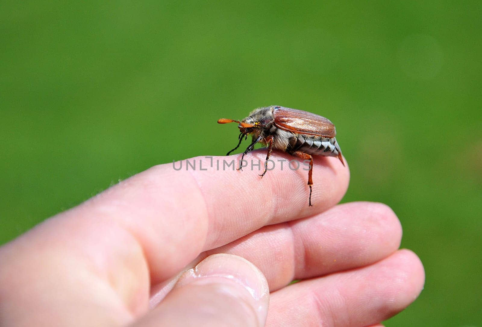 Unfortunately,the cockchafer has become very rare in many areas.