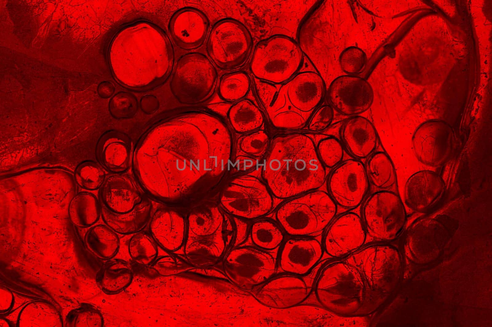 bloody