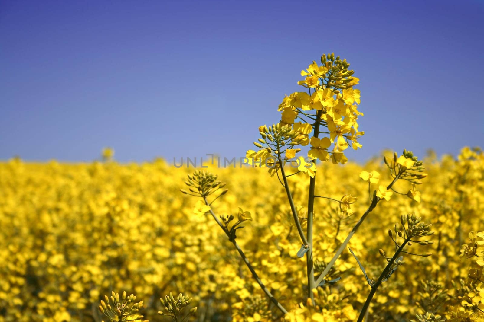 Rapeseed Field II