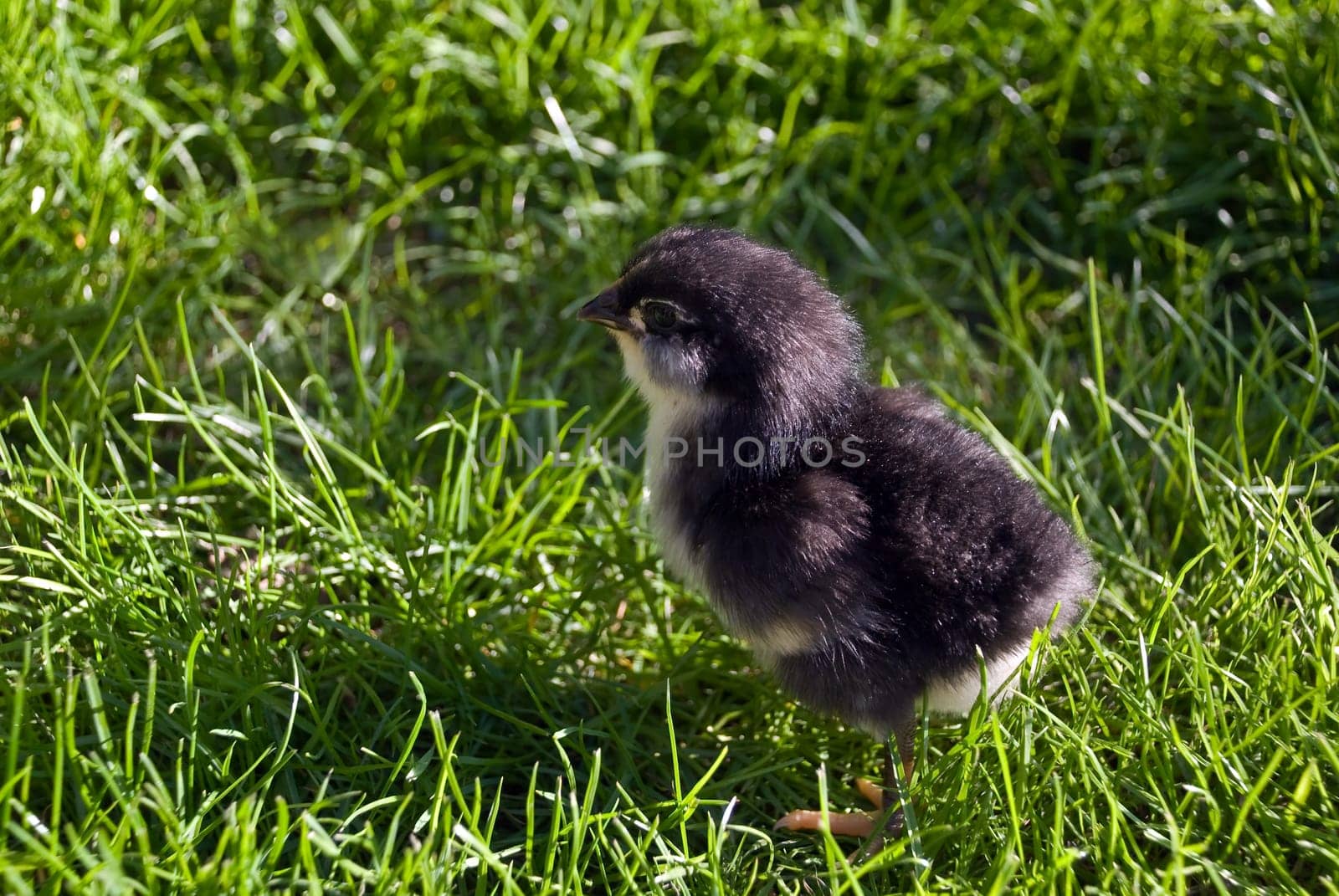 2 day old black chick