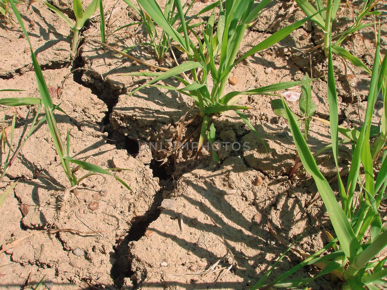 Drought,water shortage,soil compaction