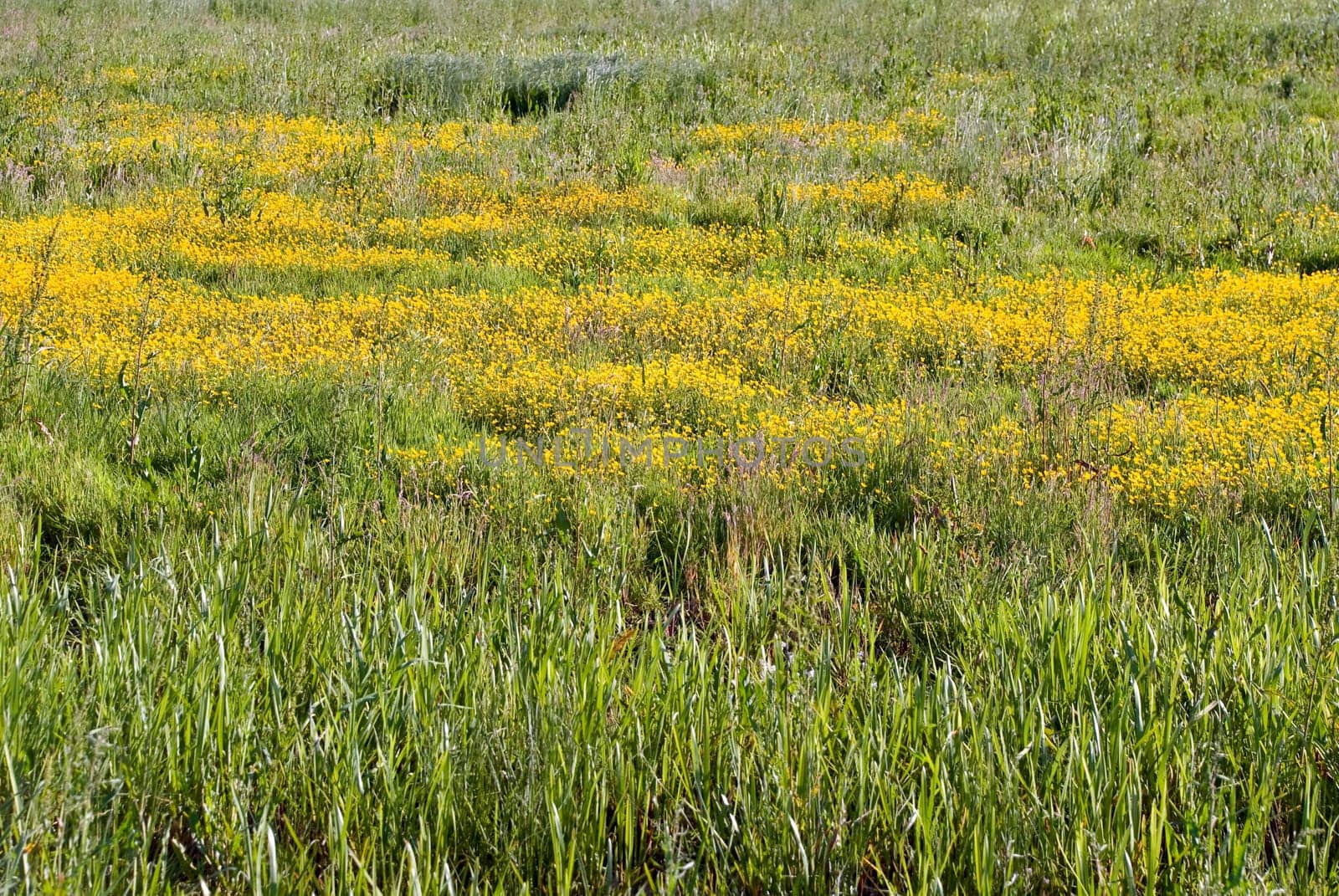 Flower meadow
