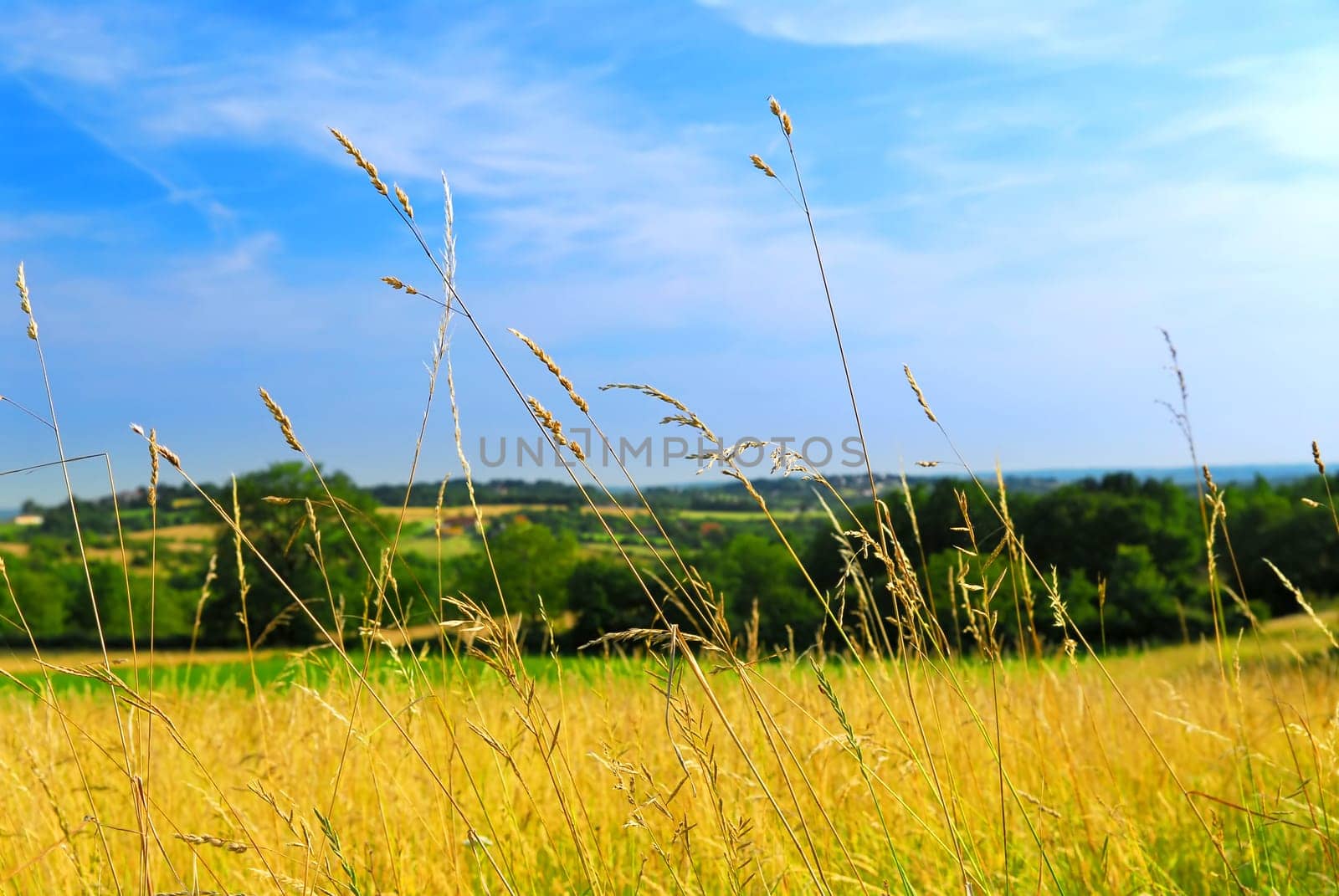 Country meadow landscape