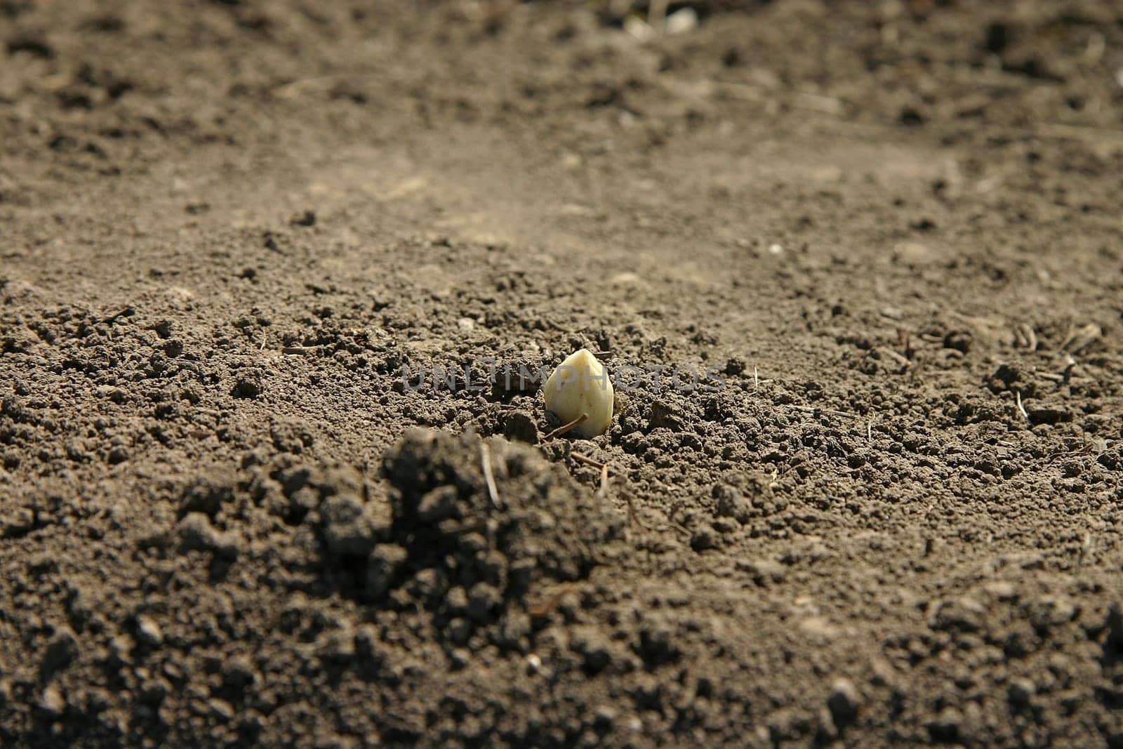 Asparagus harvest 01