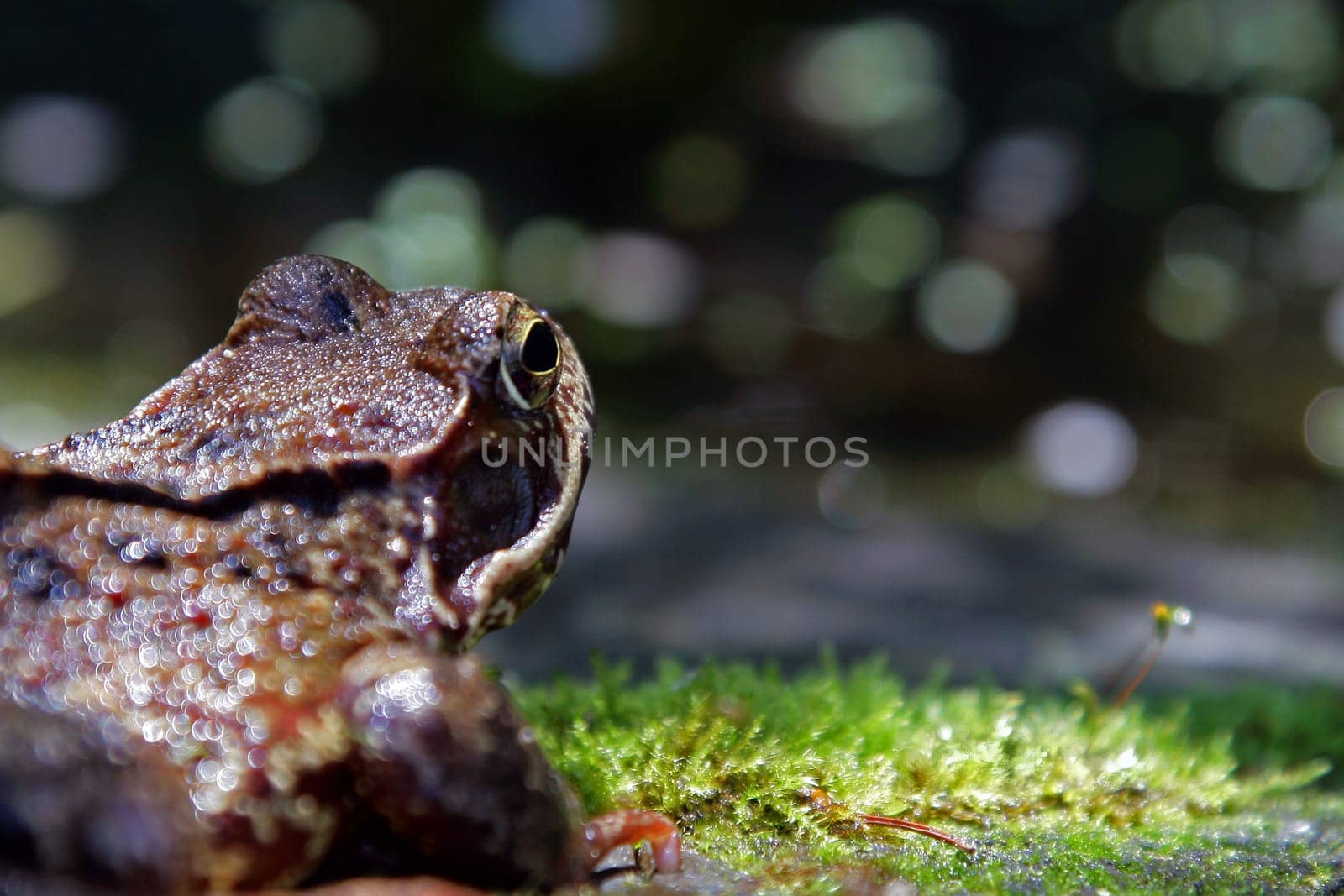 Frog's eye view