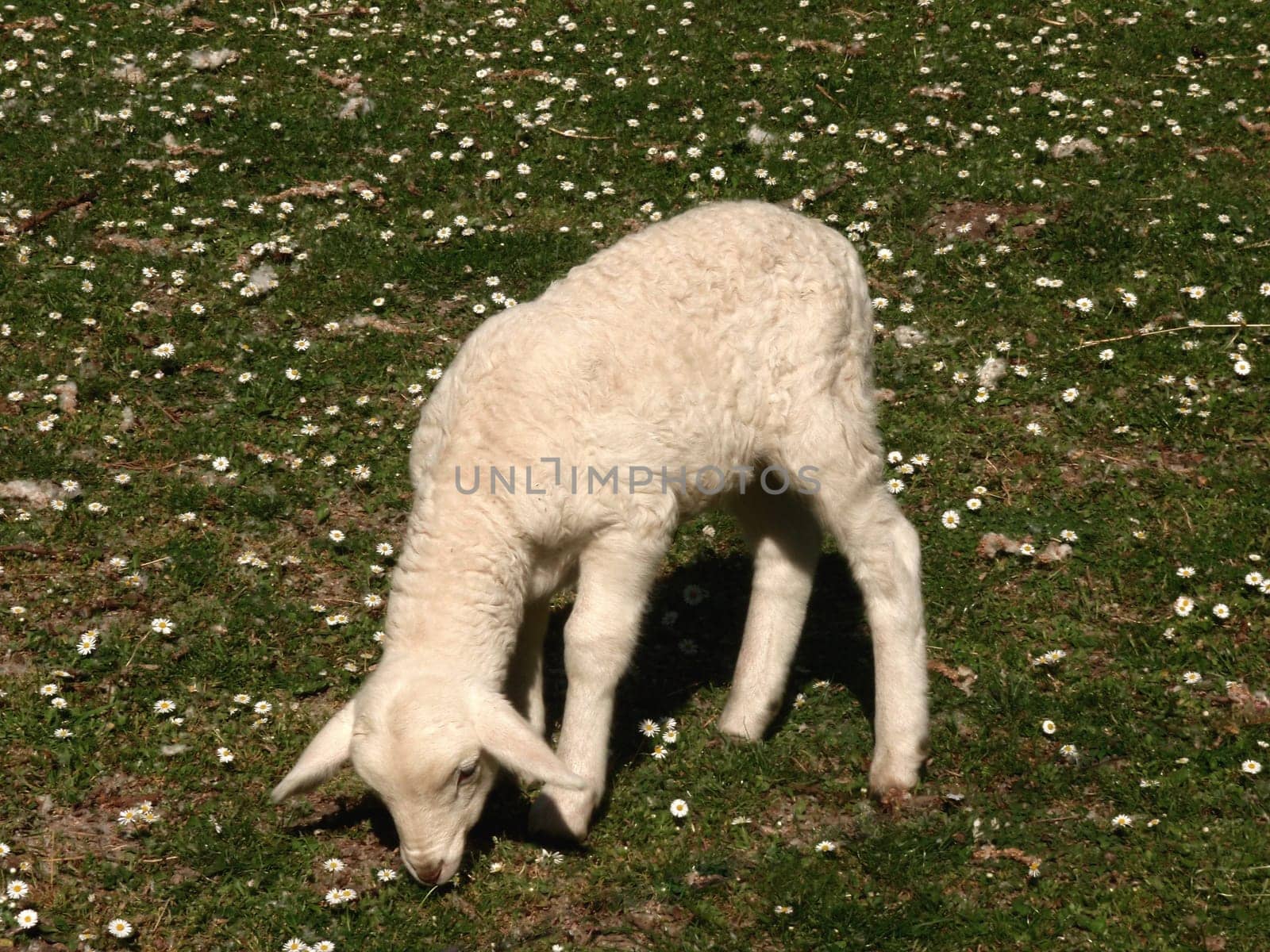 lamb