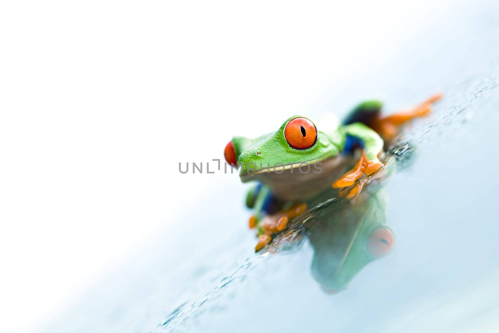 frog on glass over white