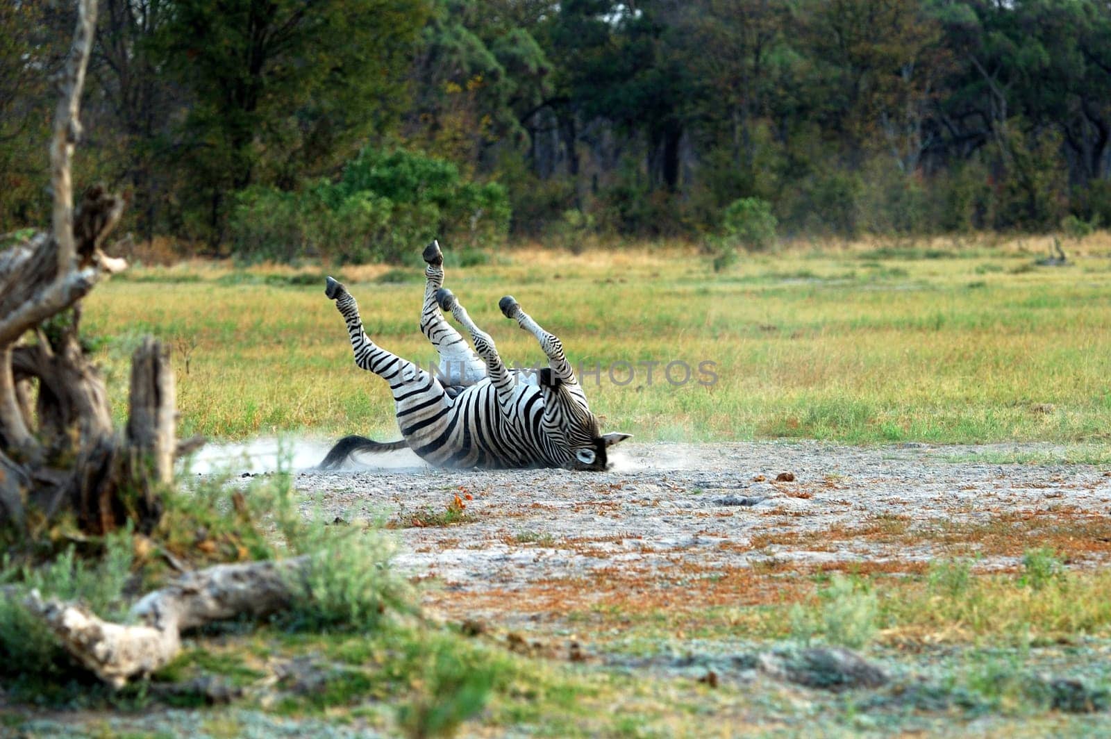 Zebra,Equus burchelli,rolling in the sand to clean up,Moremi National Park,B