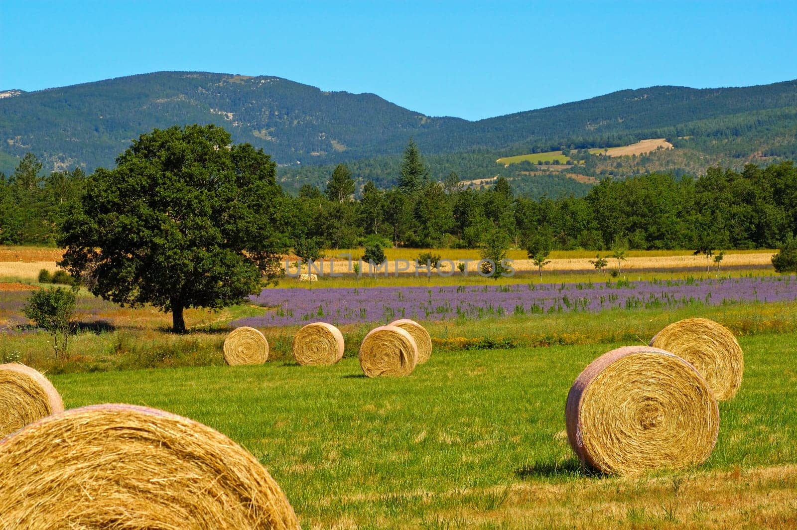 Landscape with straw bales,Provence,France